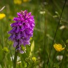 Rietorchis. Dactylorhiza majalis subsp. praetermissa, synoniem: Dactylorhiza praetermissa.