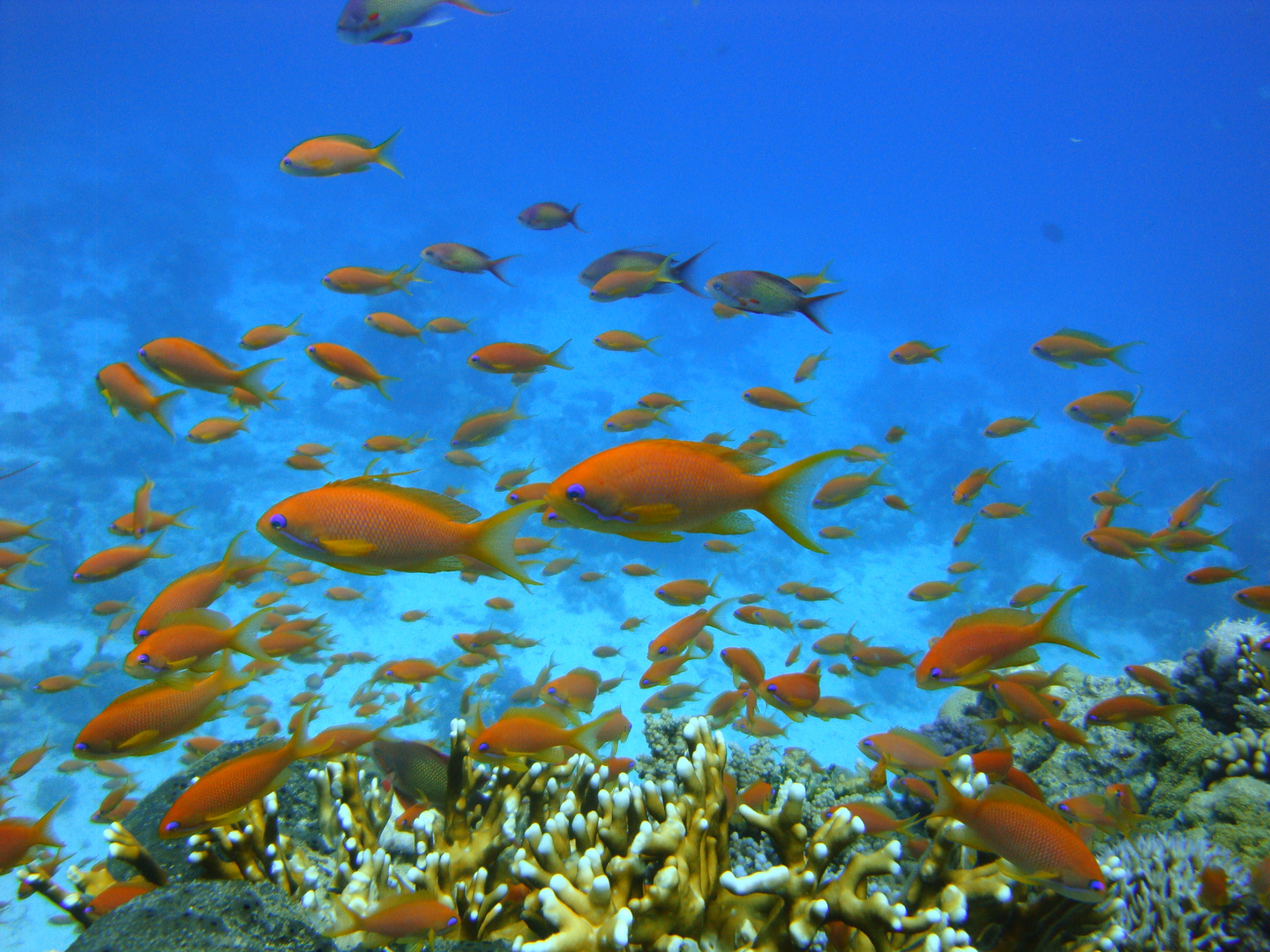 Riff 01 Foto & Bild tiere, wildlife, fische Bilder auf