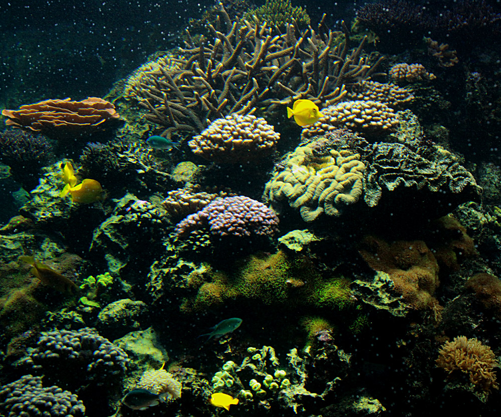 Riff ... Foto & Bild | tiere, zoo, wildpark & falknerei, zoo: fische ...