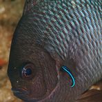 Riffbarsch/Damselfish