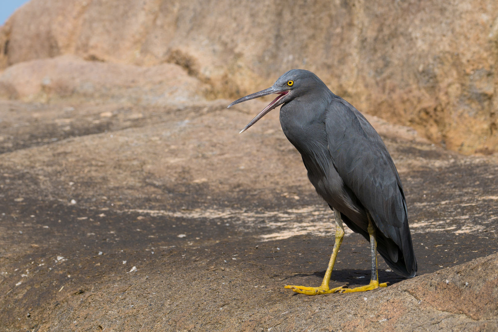 Riffreiher (Egretta sacra) am Strand in Thailand