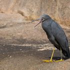 Riffreiher (Egretta sacra) am Strand in Thailand