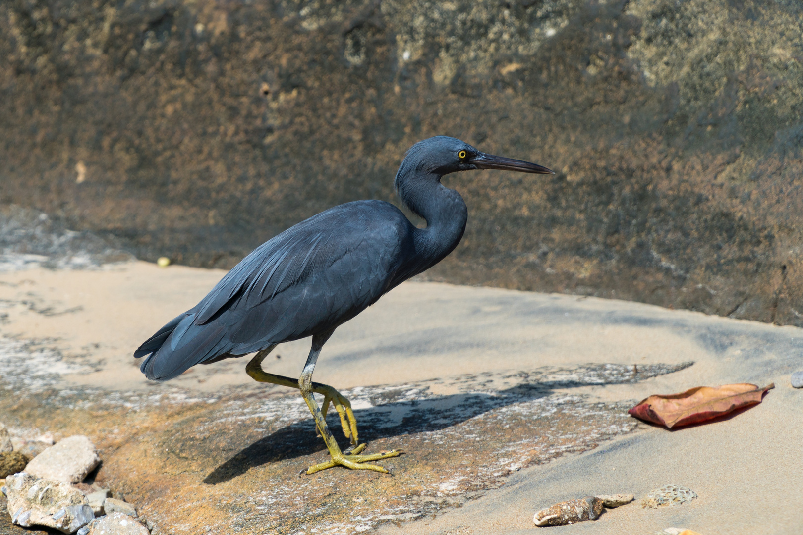 Riffreiher (Egretta sacra) II