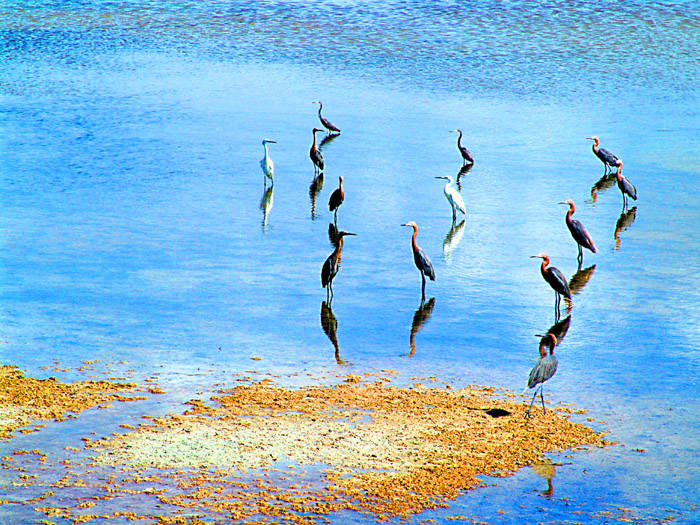 Riflessi a Cayo Coco