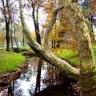 riflessi d'autunno