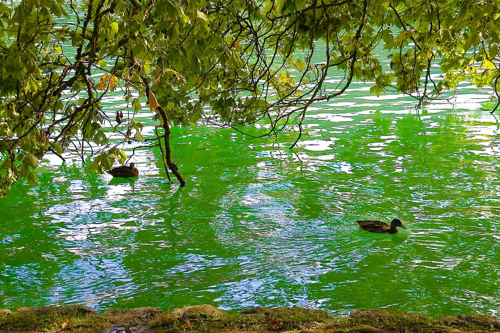 Riflessi della natura