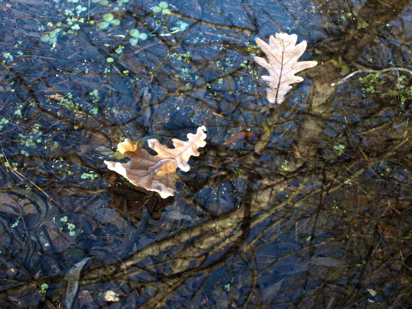 Riflessi di fine Autunno