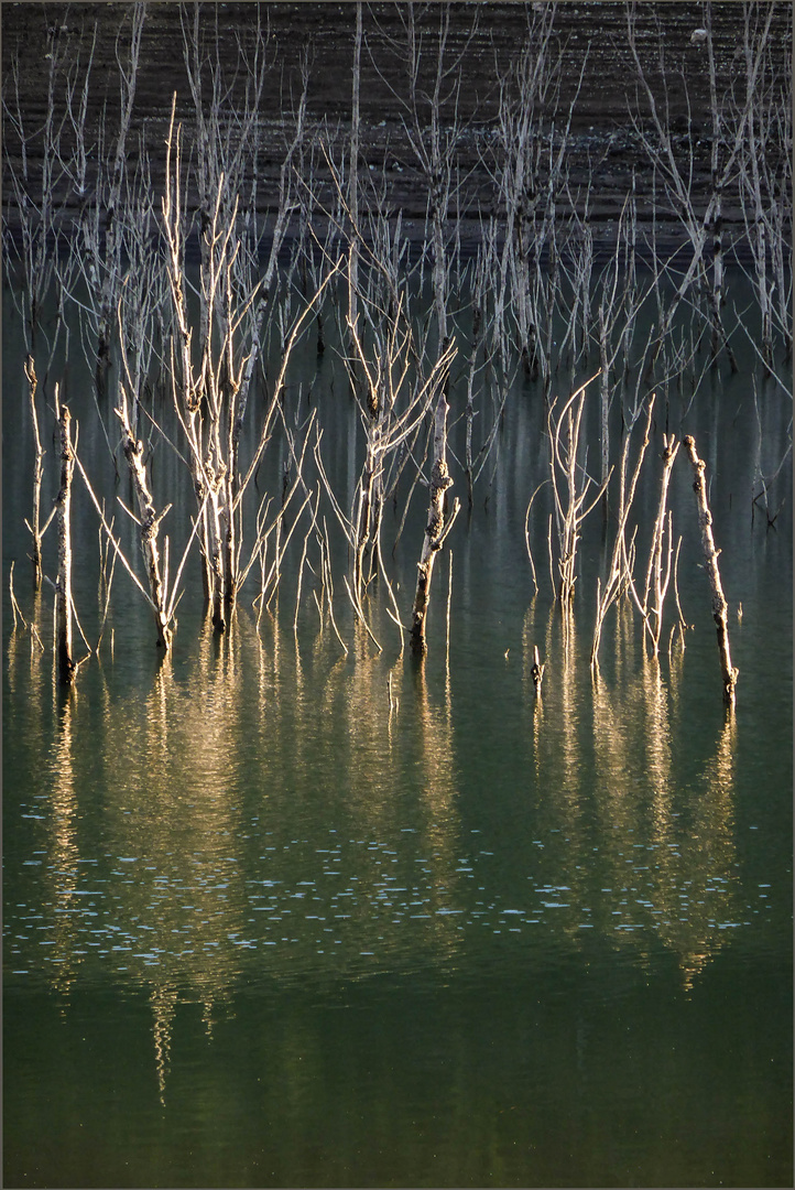 Riflessi dorati...