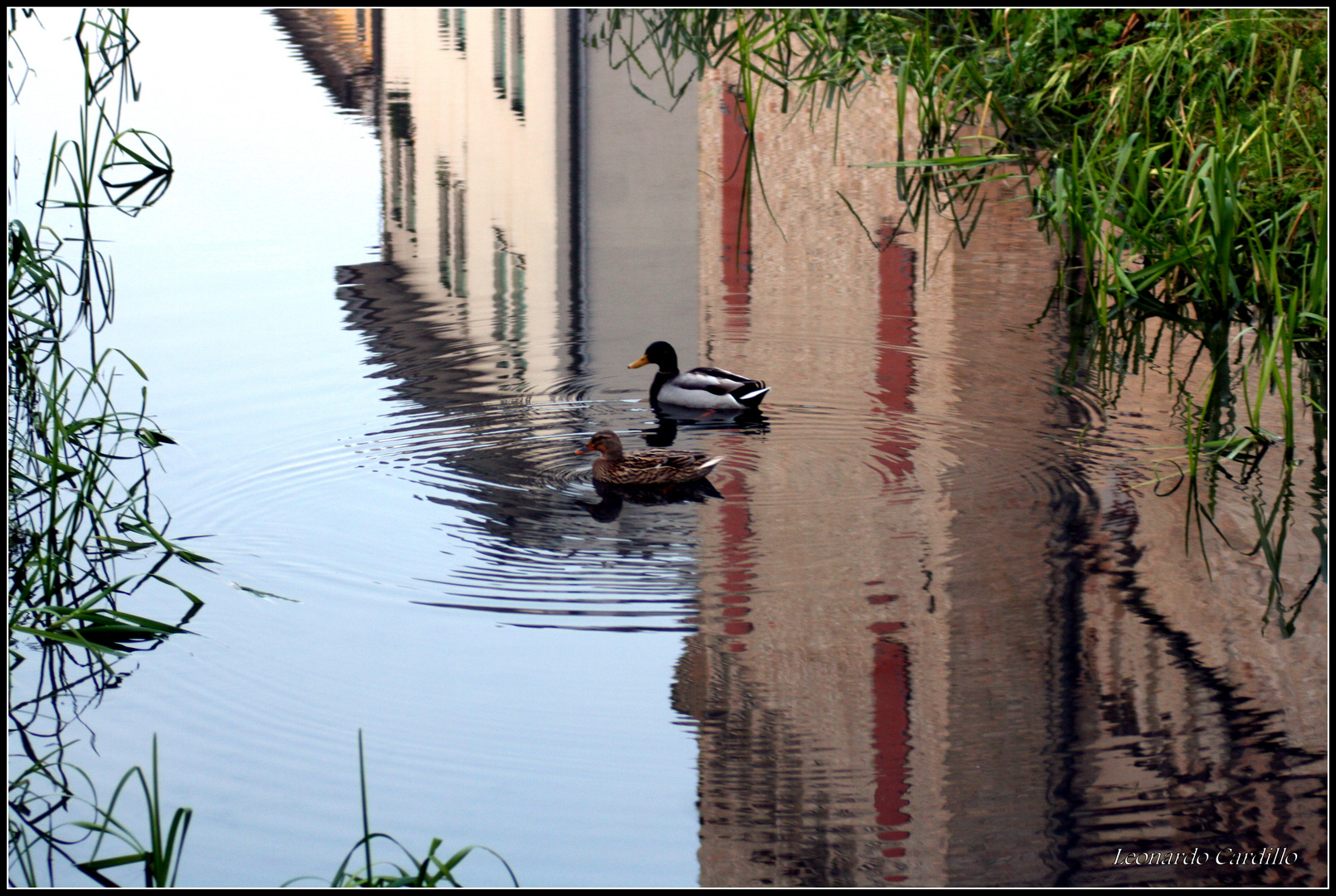 Riflessi e papere