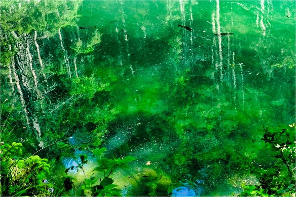 riflessi in uno stagno.