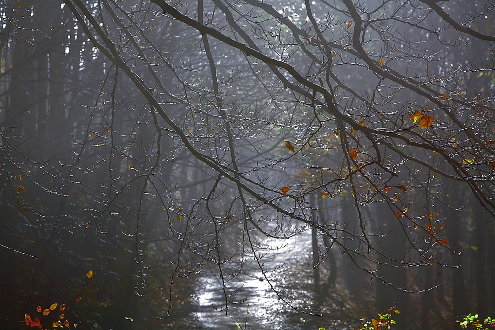 Riflessi morbidi nel bosco