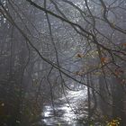 Riflessi morbidi nel bosco