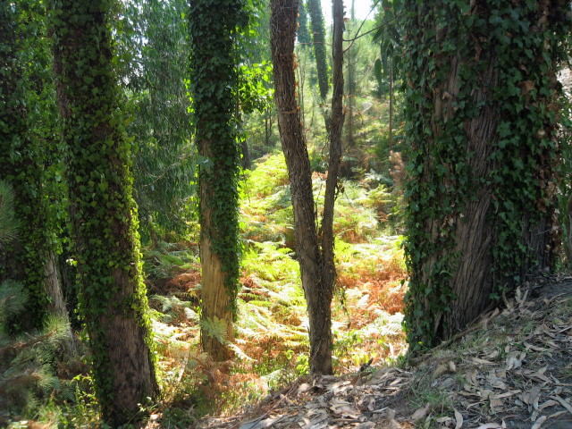 Riflessi nel bosco di Emanuela Villa