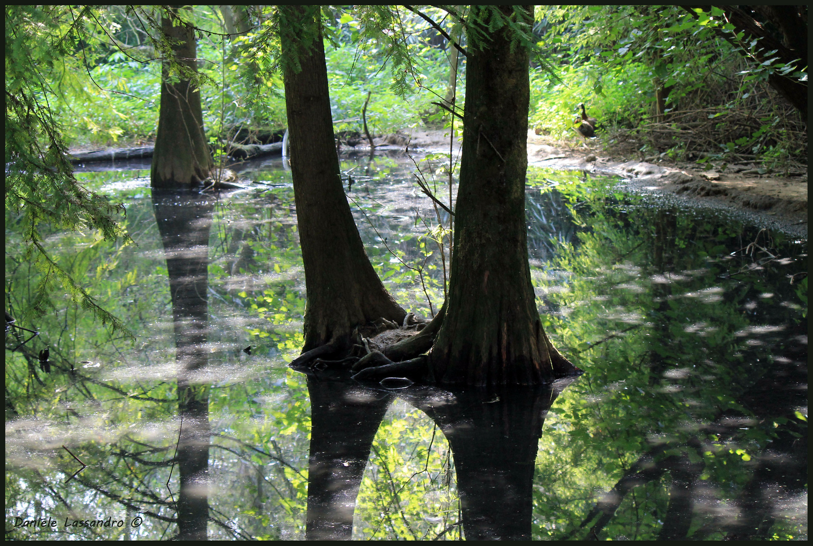 Riflessi nel bosco