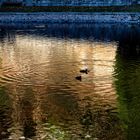 Riflessi nel fiume Tresa