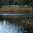 riflessi nel lago