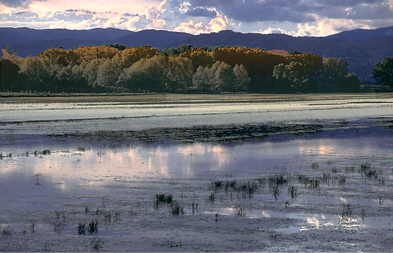 Riflessi nel padule