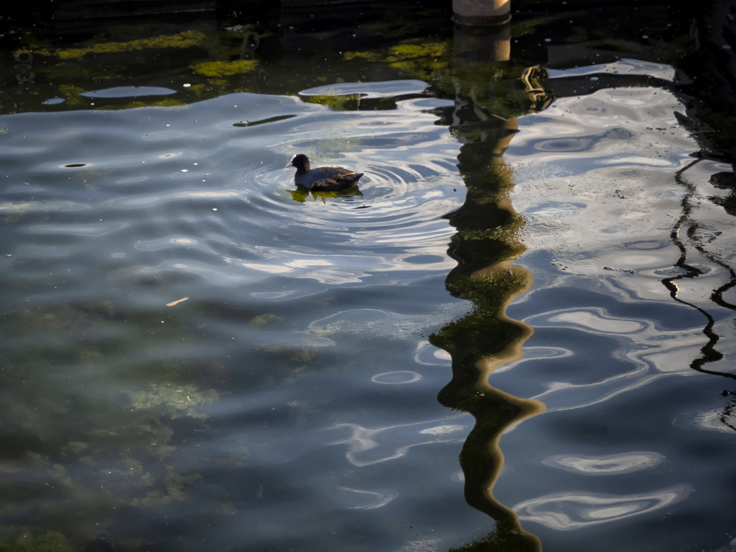 Riflessi nel porto