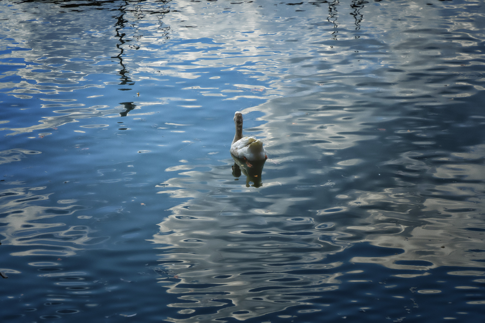 Riflessi nel porto