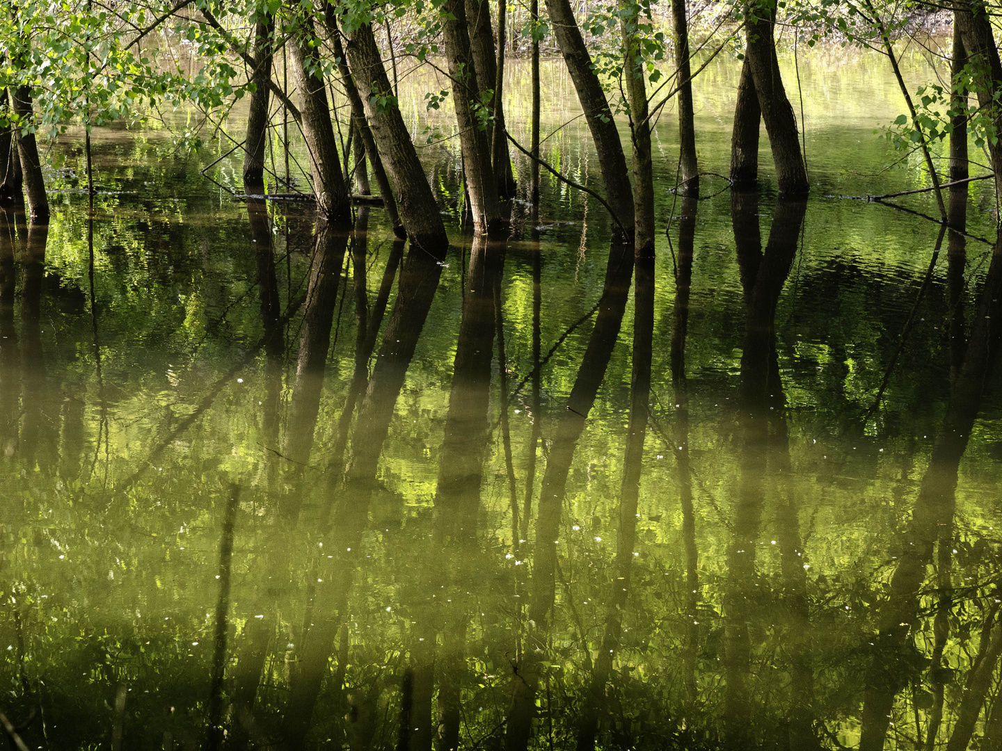 Riflessi nel torrente