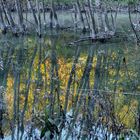 Riflessi nel torrente