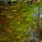 Riflessi nel torrente