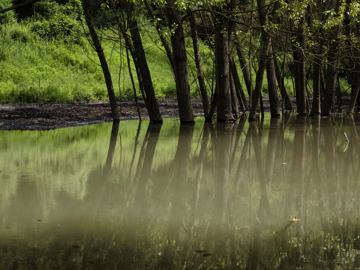 Riflessi nel torrente Froda