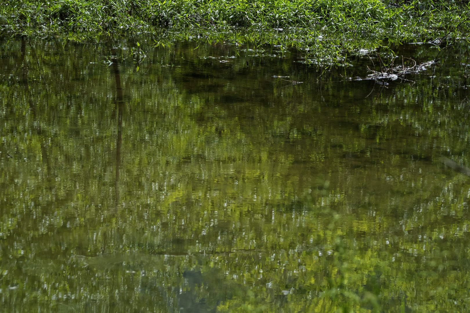 Riflessi nel verde