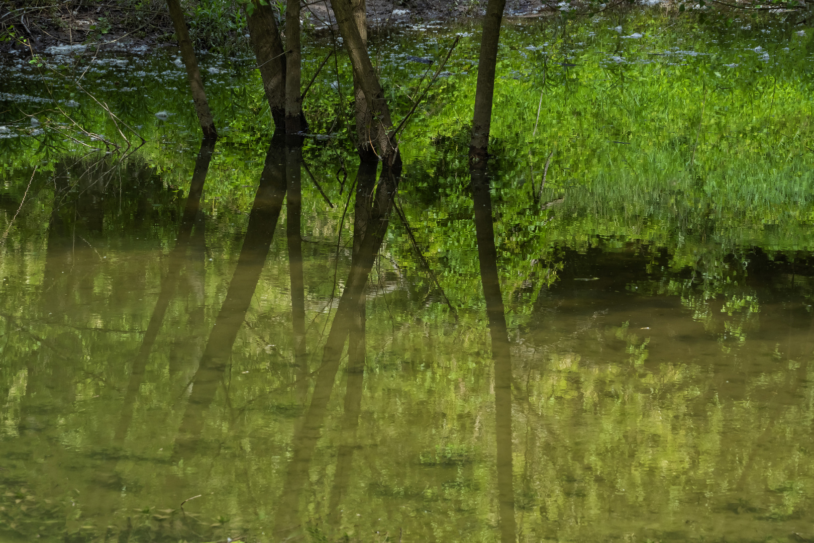 Riflessi nel verde