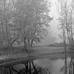 Riflessi nella nebbia/1