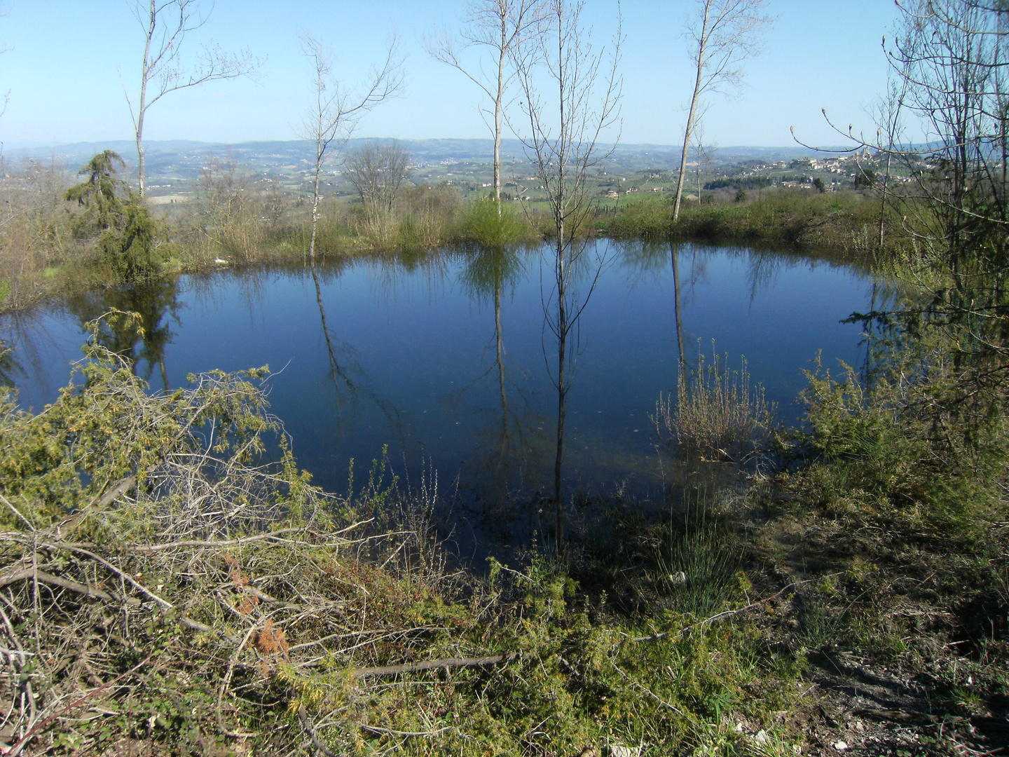 Riflessi nello stagno