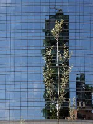 riflessi primaverili