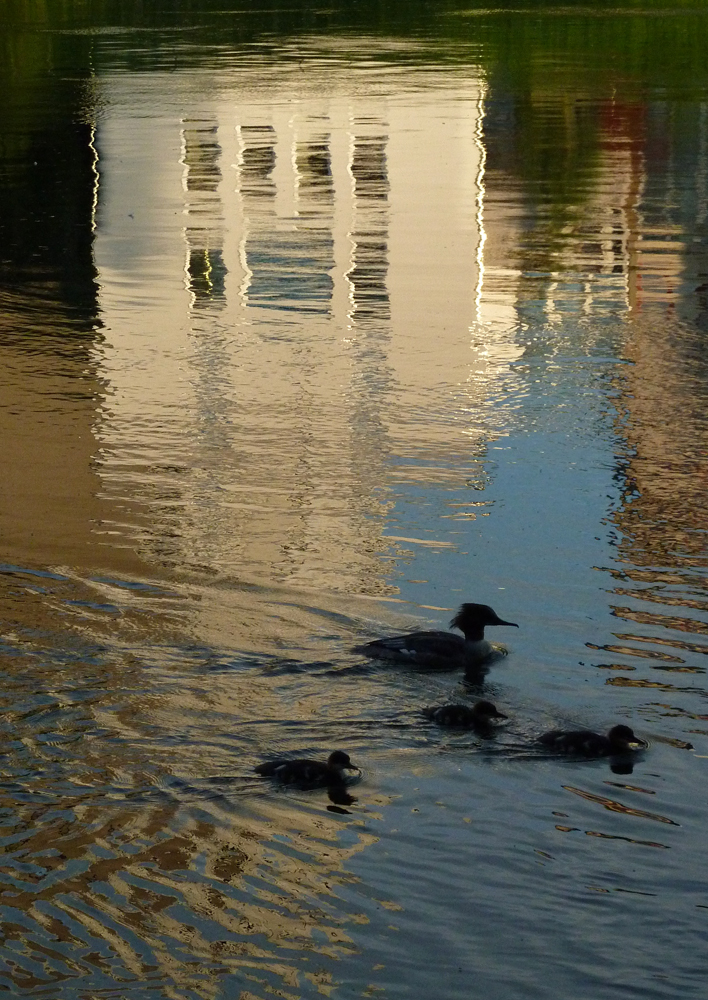 riflessi sul Danubio - Ulm (D)