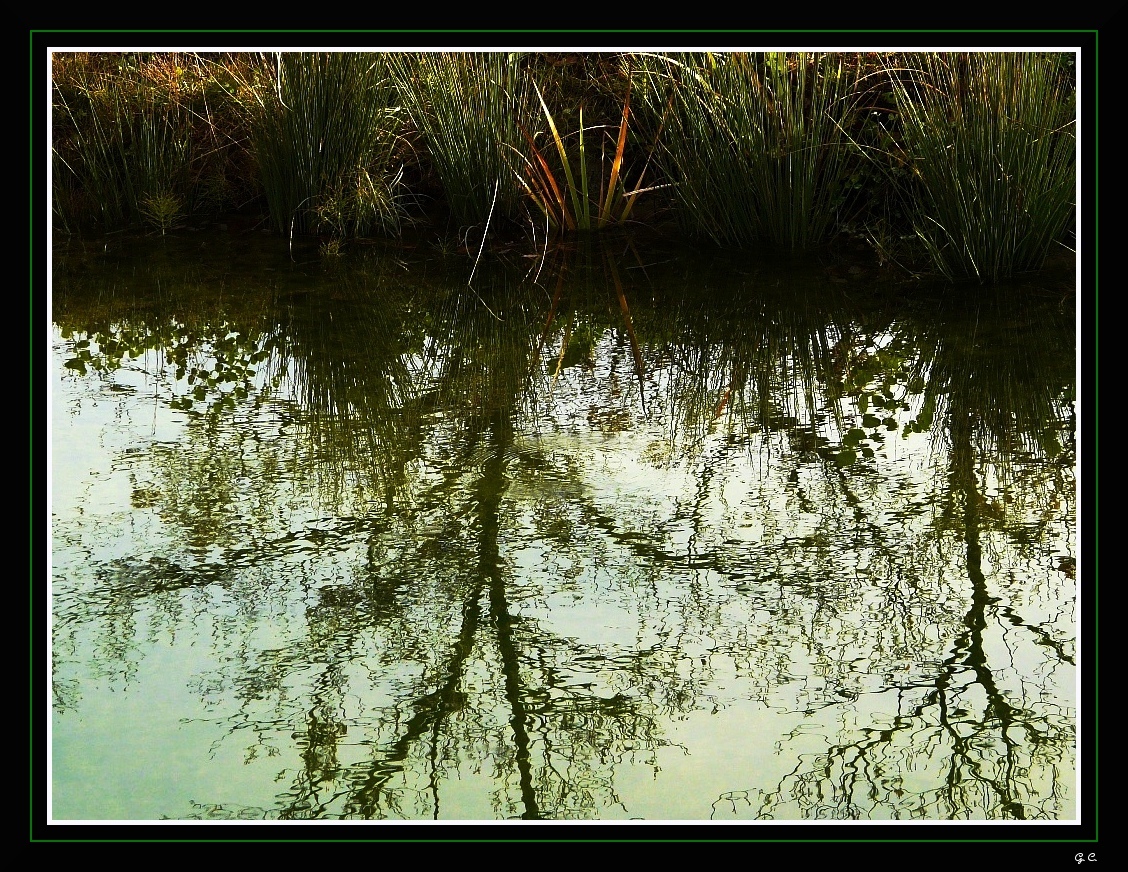 Riflessi sullo stagno