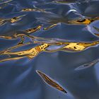 Riflessi......nelle onde