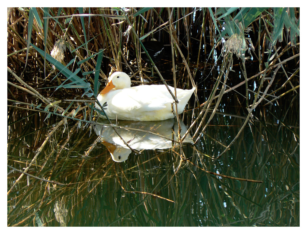 riflesso in bianco