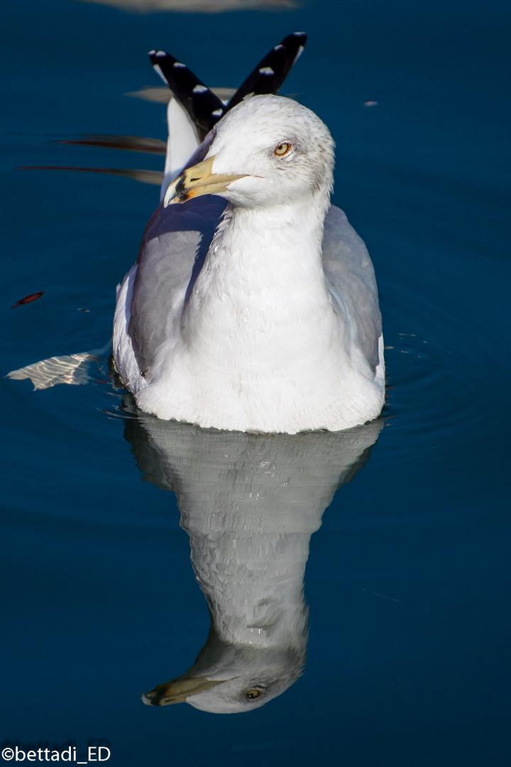 Riflesso marino