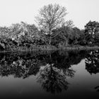 riflesso sul lago