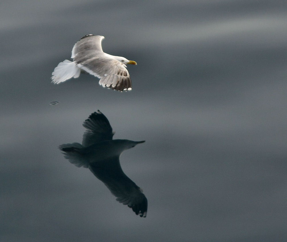 riflesso sull' acqua