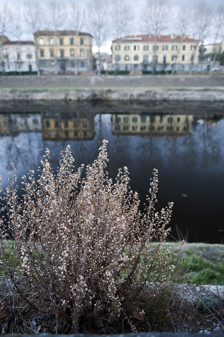 Riflesso sull'Arno