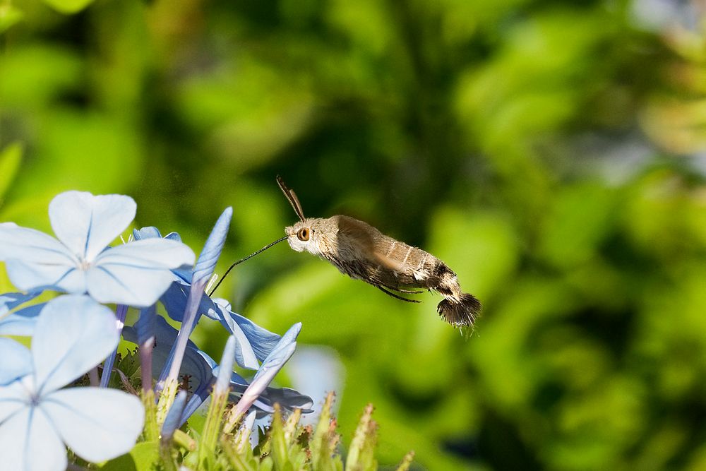 Rifornimento in volo