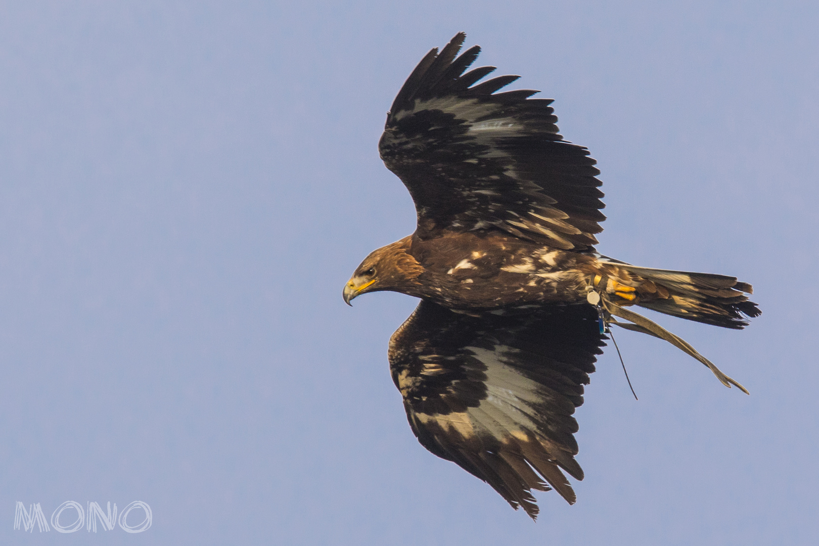 RIGBU_Steinadler