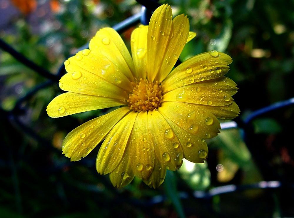 Rigelblume nach dem nächtlichen Regen....