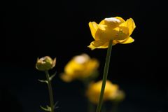 Rigirollen, spring flower (Trollius europaeus)