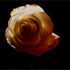 Rilkes Rose