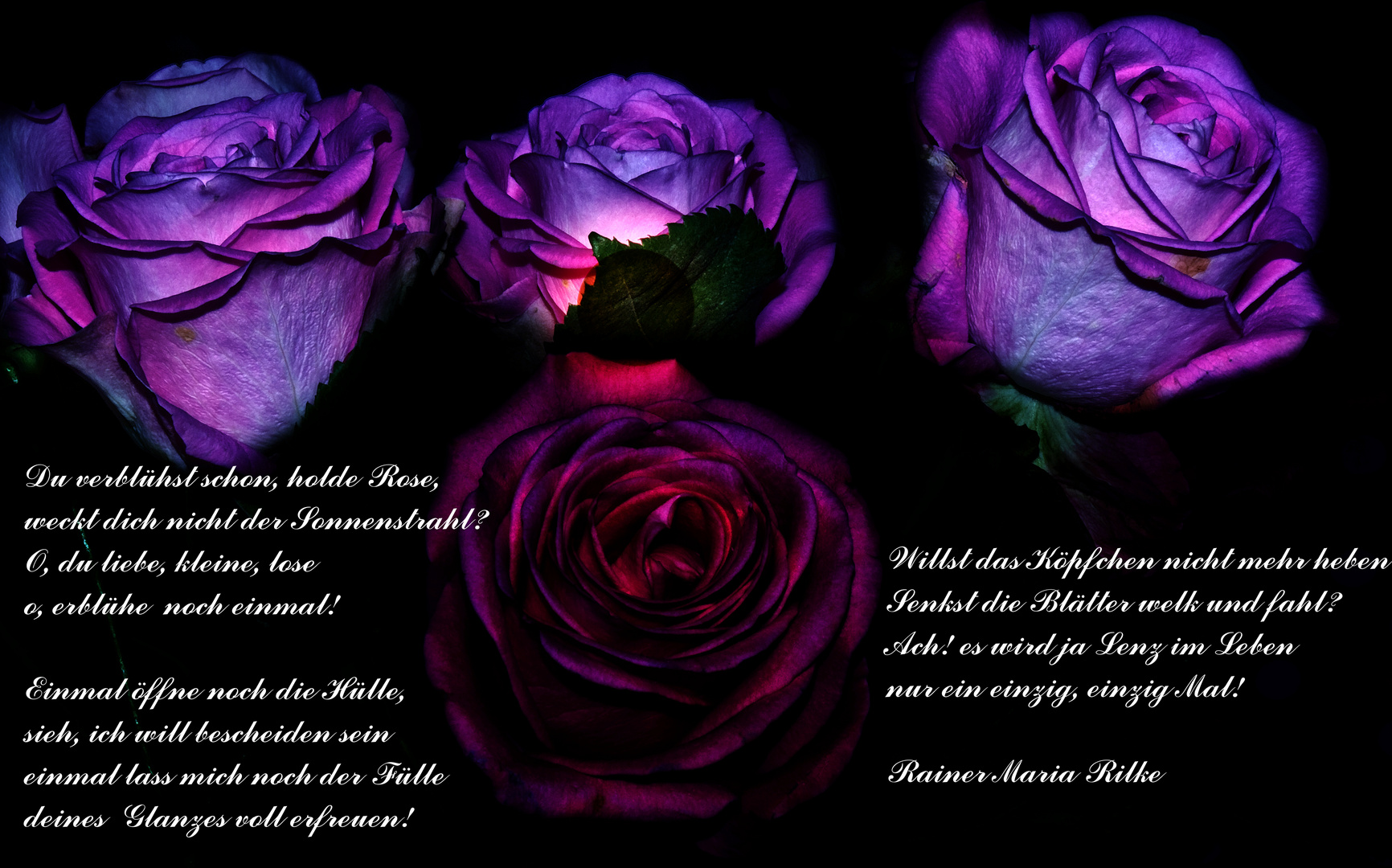 Rilkes Rose