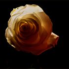 Rilkes weiße Rose.....