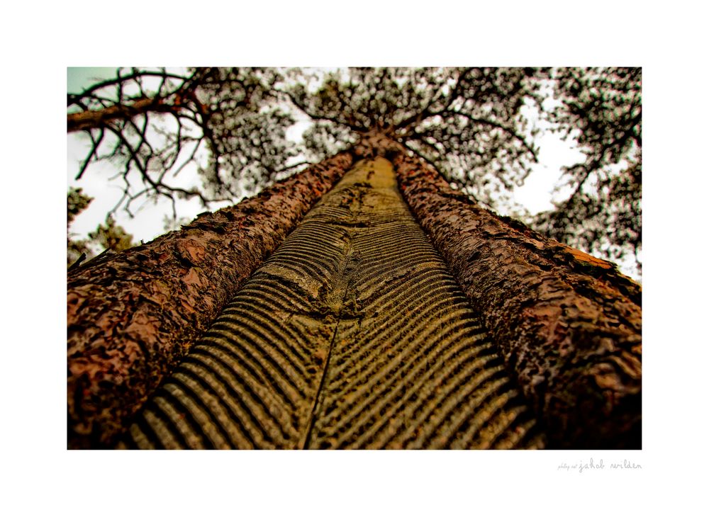 Rillen im Baum