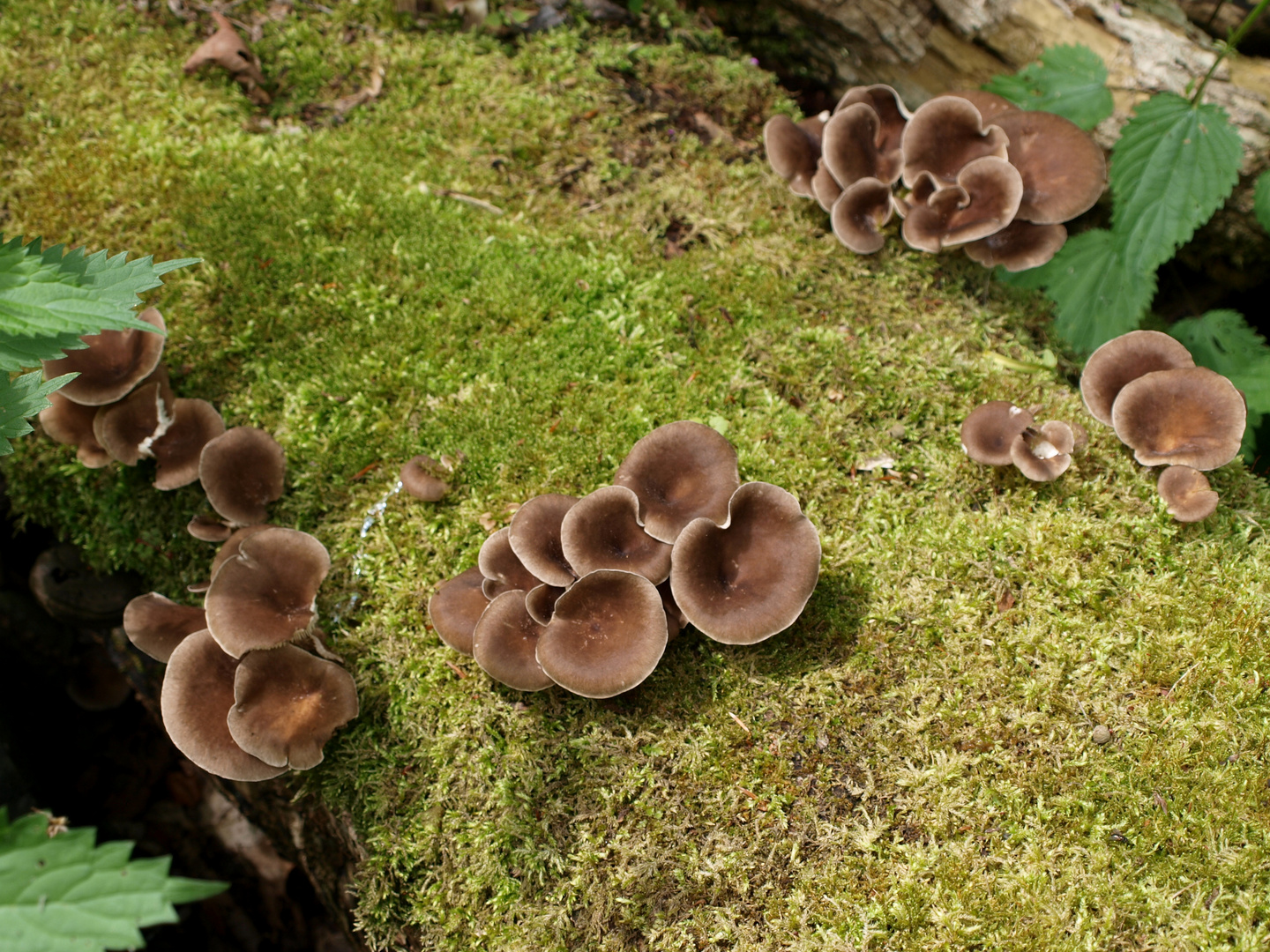 Rillstielige Seitlinge (Pleurotus cornucopiae)