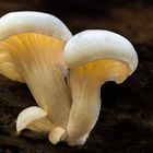 Rillstieliger Seitling - Pleurotus cornucopiae